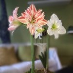 Amaryllis & Caladium Bulb Company discount code